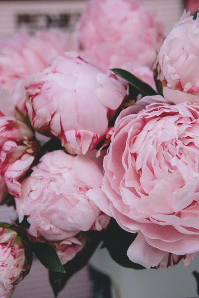 选择聚焦摄影的粉红色花瓣的花
